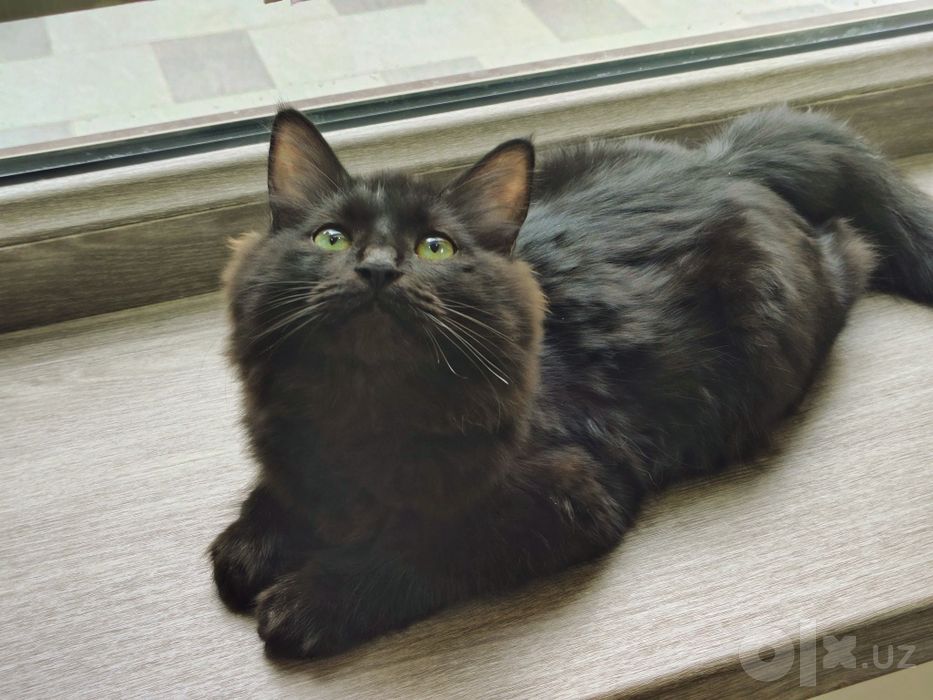 Котенок бесплатно, в добрые руки. Мальчик