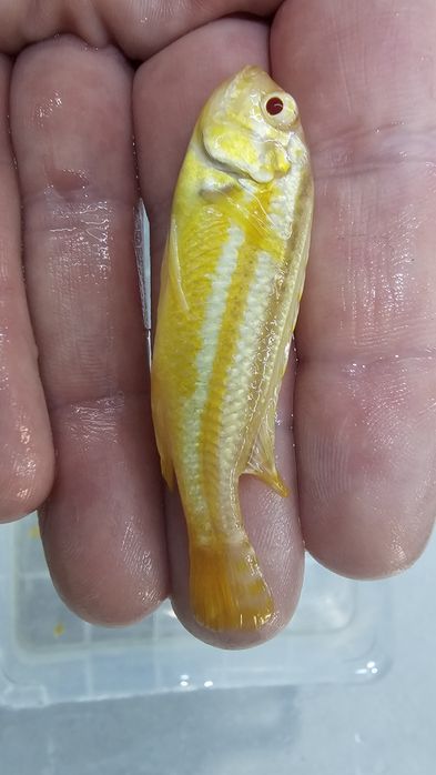 Рибки Африкански цихлиди