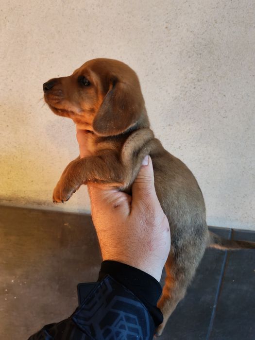 Teckel ros mini toy cu pedigree