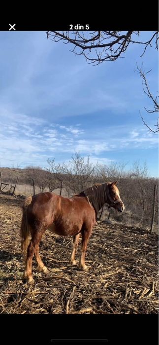 De vanzare iapa varsta 5 ani jumate!