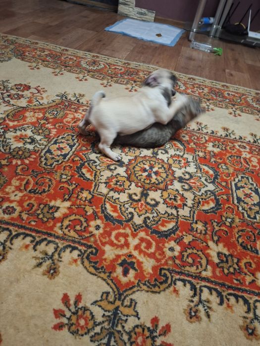 Мопсодетки ,мопсята