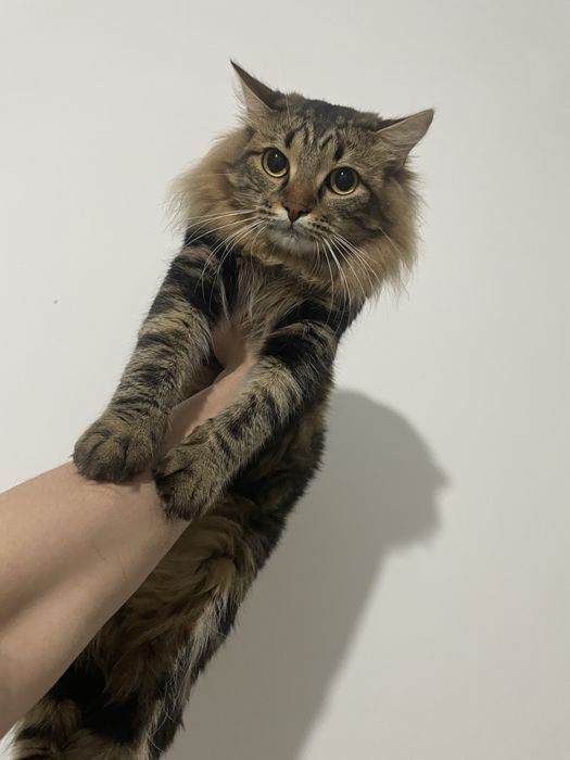 Отдам кота в добрые руки