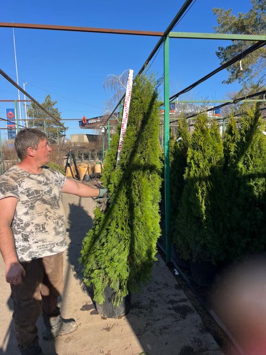 туя Смарагд туя елки