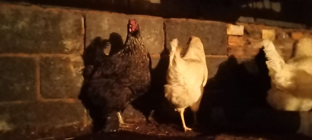 продам куриц и петухов