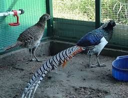 Фазан алмазный...