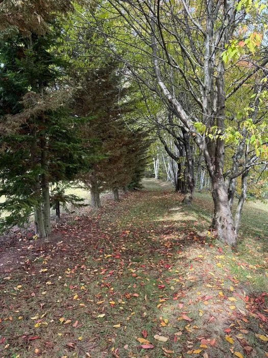 Vand in Rasca teren superb cu padure, pasune, pomi fructiferi si o mica cabana