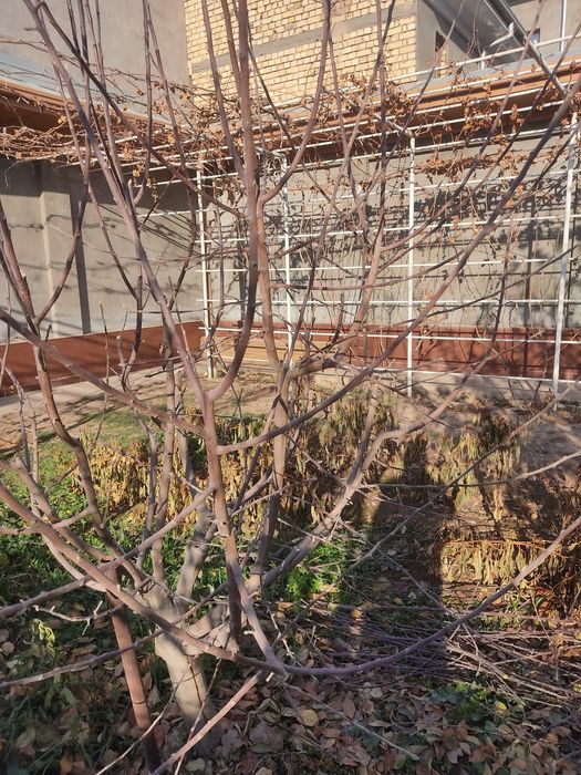 Bogbon xizmati agranom