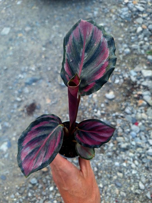Vand plante de apartament