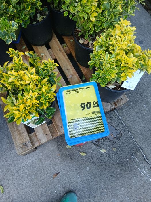 Gard viu auriu ligustrum aureum