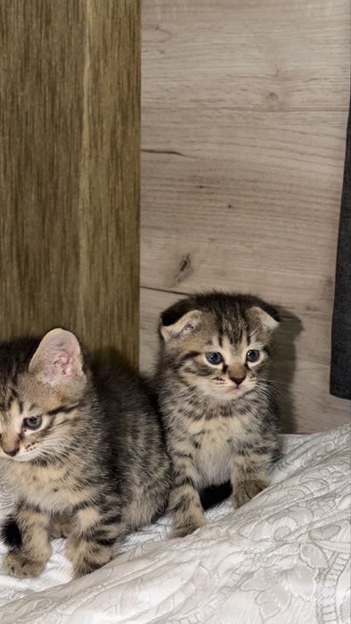 Продаются котята