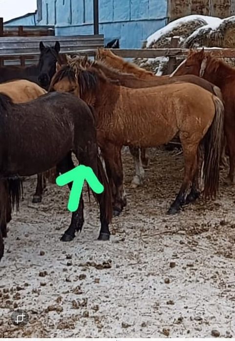 Мұғалжар құнан сатылады