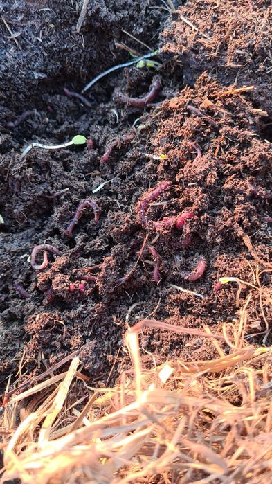 Красный калифорниский черви