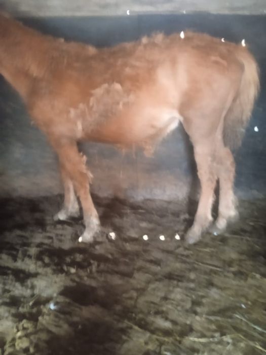 Продам лошадь на откорме