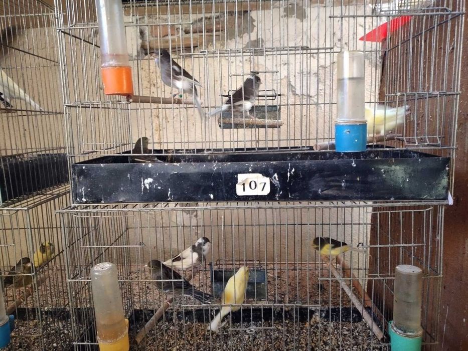 Продавам канари Орфей