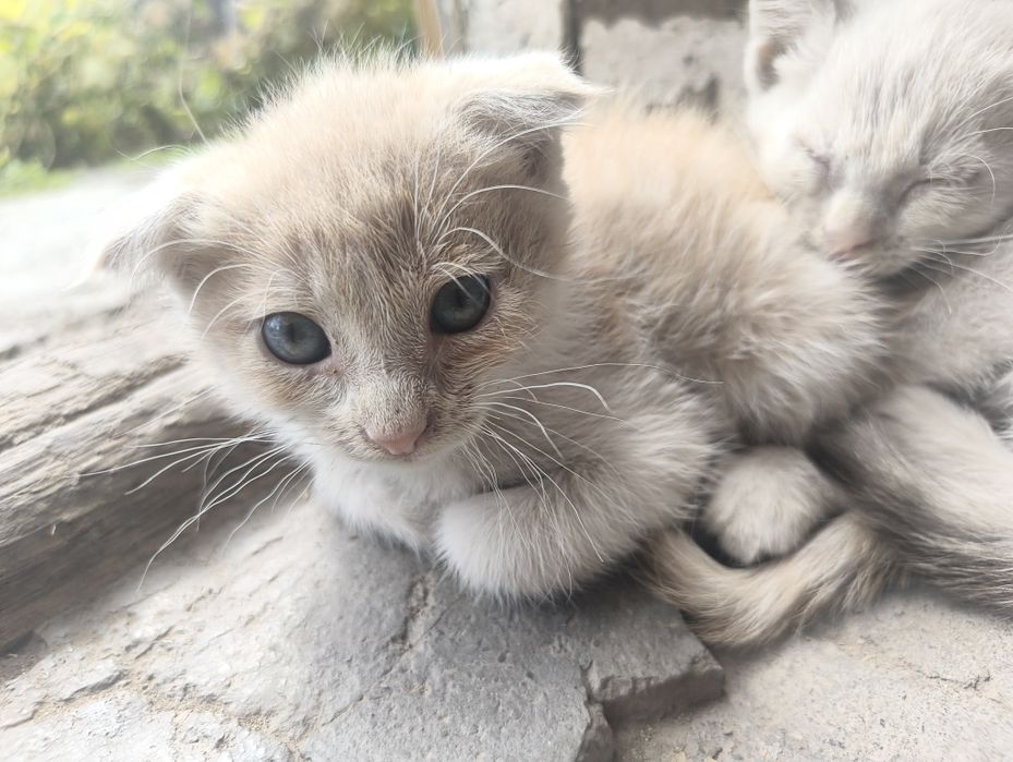 Маленькие котята