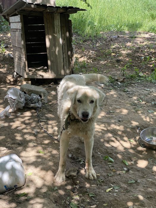 Отдам в хорошие руки пес