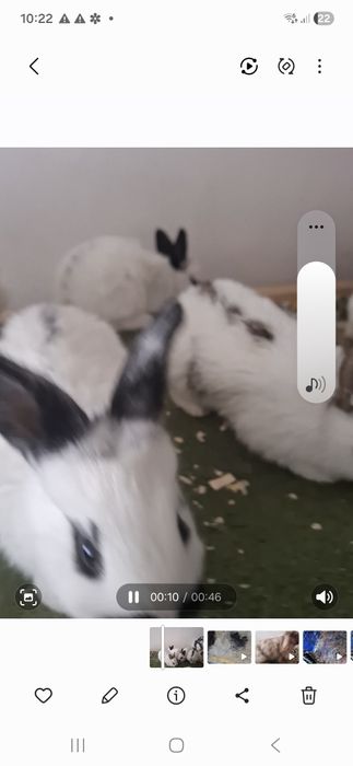 Зоти бобчка оила