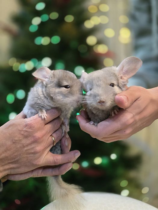 Продам шиншилл мальчиков.