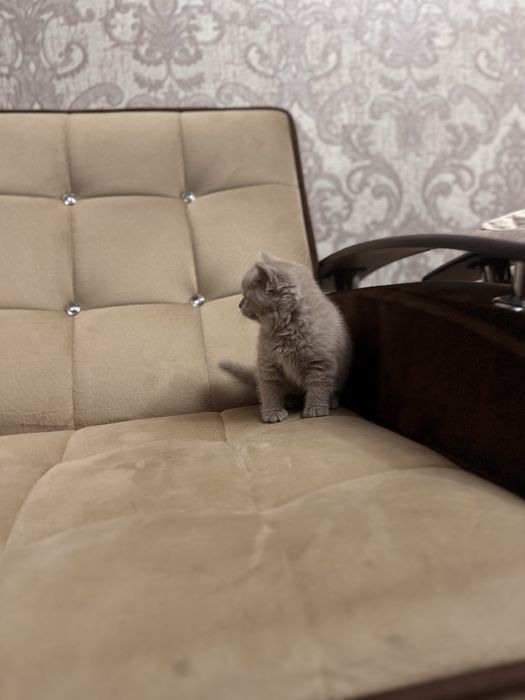 Продается скоттиш страйт девочка