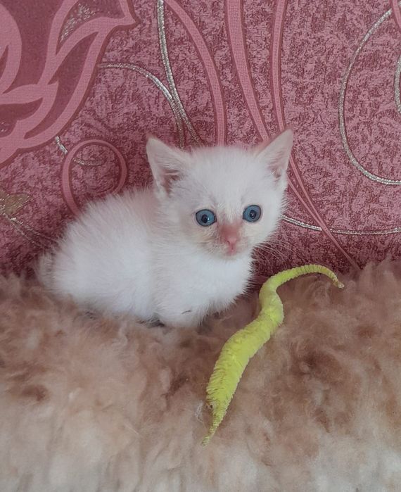 Отдам в добрые руки