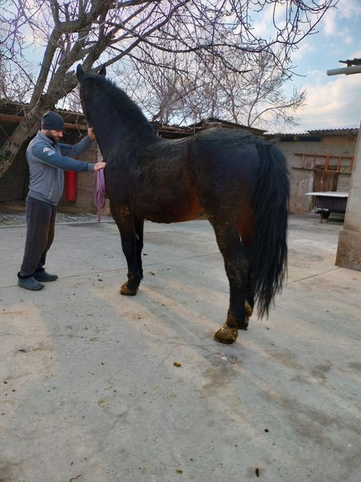 Чистопородная Кобылка