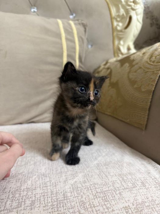 Котята девочки бесплатно отдам