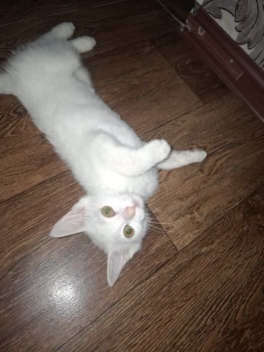 Марғау тегін беремін