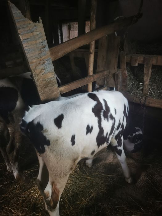 De vânzare doi tăurasi în jur de 7luni/schimb cu vitele