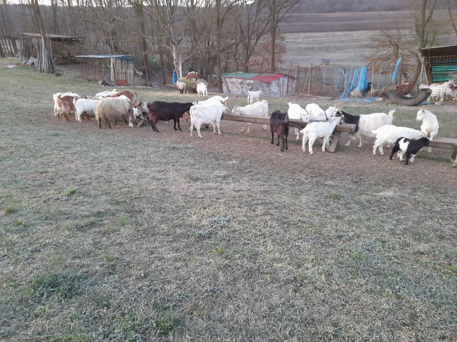 Vând treizeci capre cu iezi și zece  capre fără iezi .