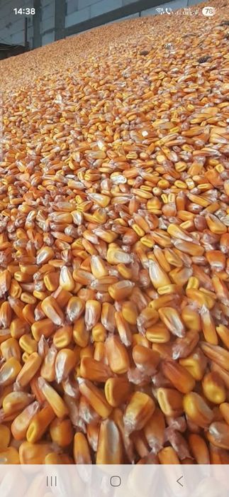 Porumb cu transport gratuit la 1.1 kg va servim la domiciliu daca cu