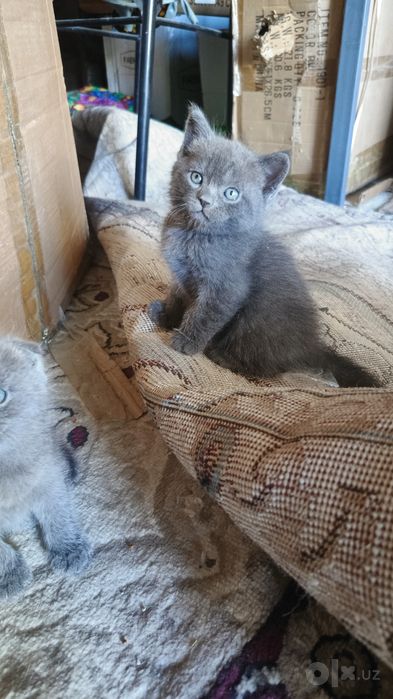 Продается котята