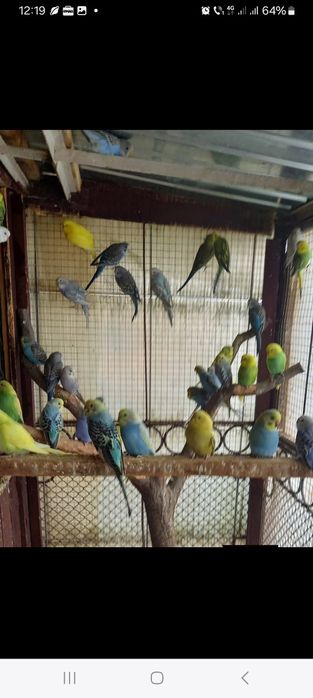 Peruși maturi  toate culorile