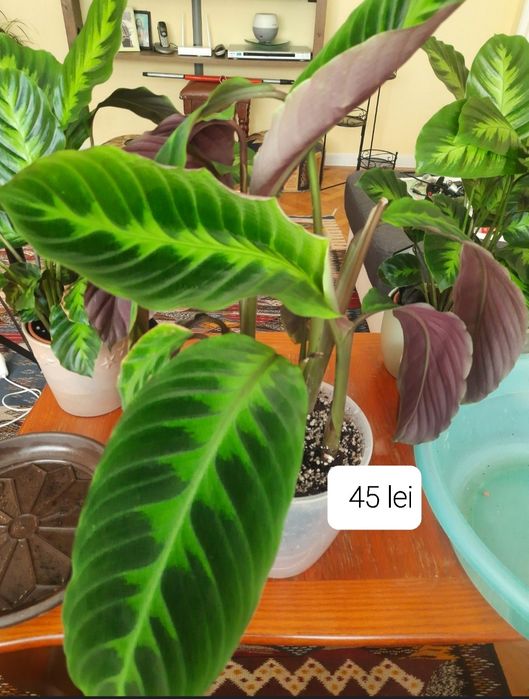 Flori & plante tropicale Calathea , Maranta si Ctenanthe.