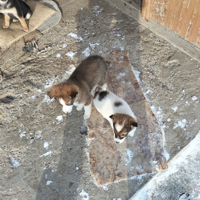 Отдам бесплатно щенят