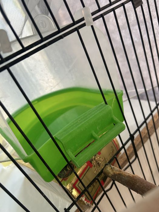 папугай карелла