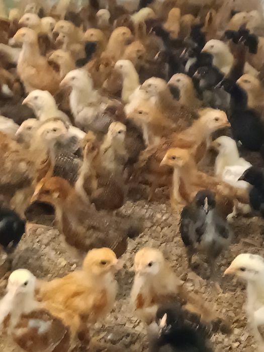 жужалар сотилади куни ва зотига к,араб узгаради