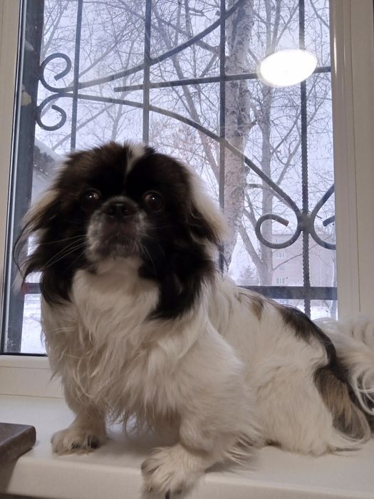 Кобель, вязка. Развязан