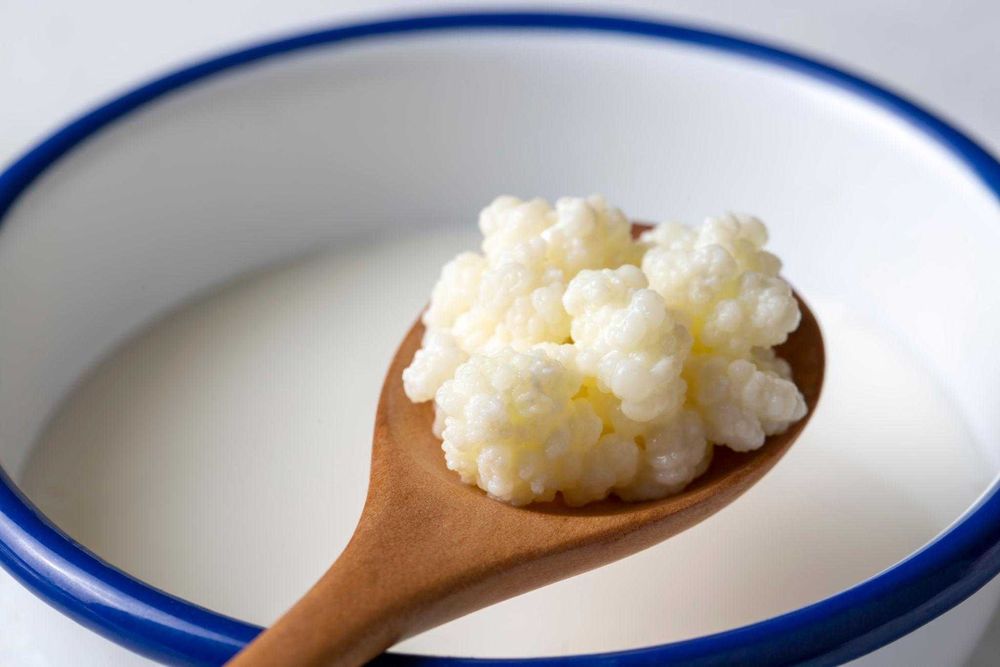 Млечен кефир (kefir grains) – жива пробиотична култура