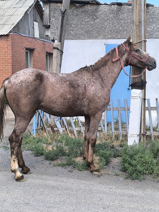 Кокпар айгыр в продаже