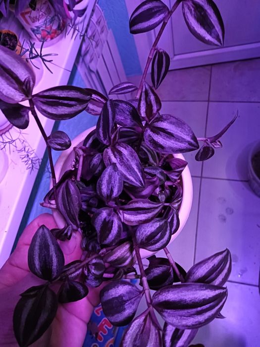 Цветы от 800 т.укоренненые