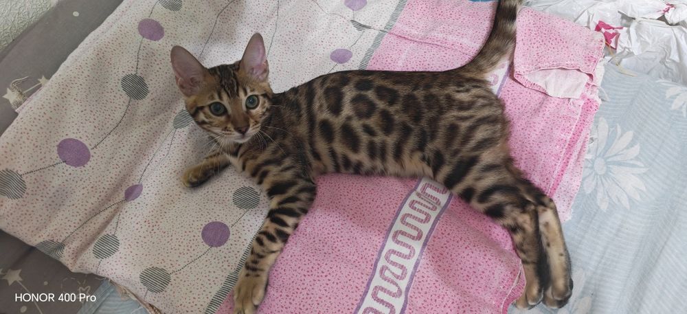 Бенгальский котенок,девочка