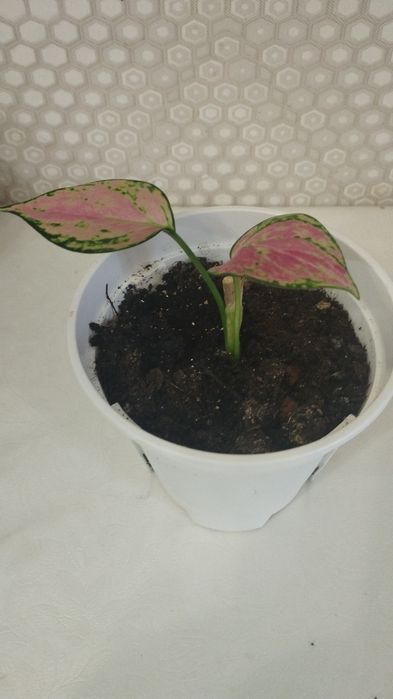 Комнатное растение аглаонема, район Евразии