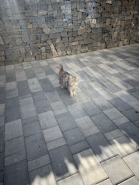 Котенок в ответственные руки