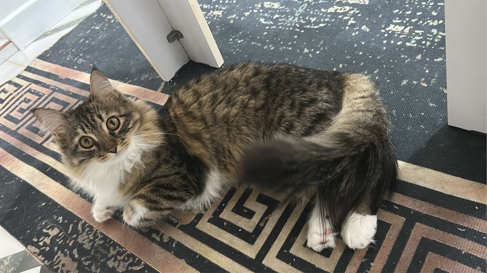 Отдам в добрые руки кошку