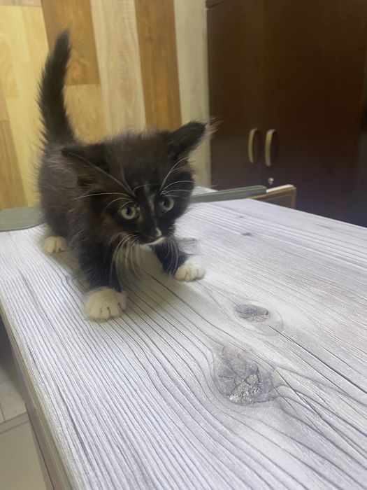 Отдам в добрые руки кошек