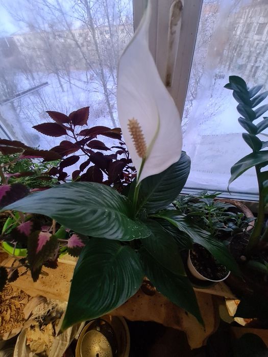 Женское счастье цветок