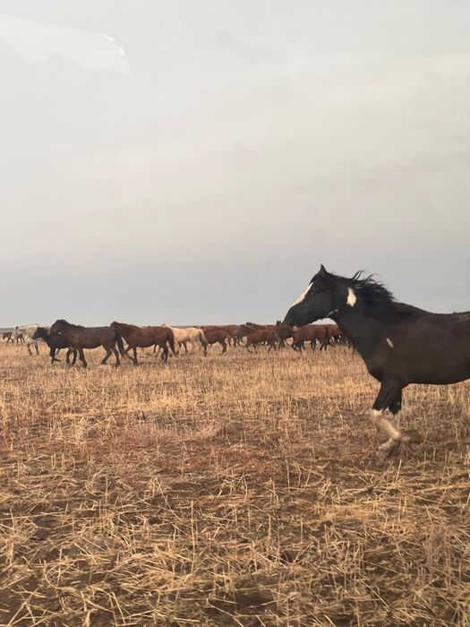 Продам жеребца..