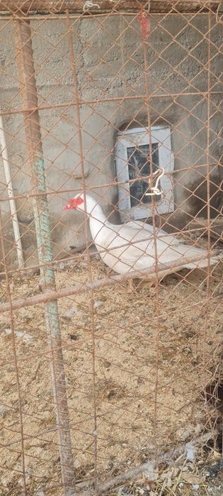 Индоутки тяжолых линий