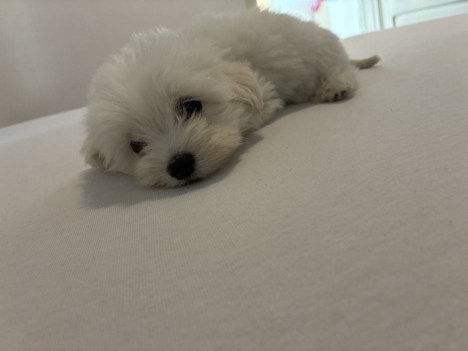 Bichon maltez 2 luni