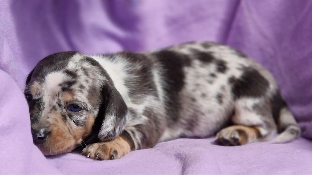 Tekel pitic - mascul